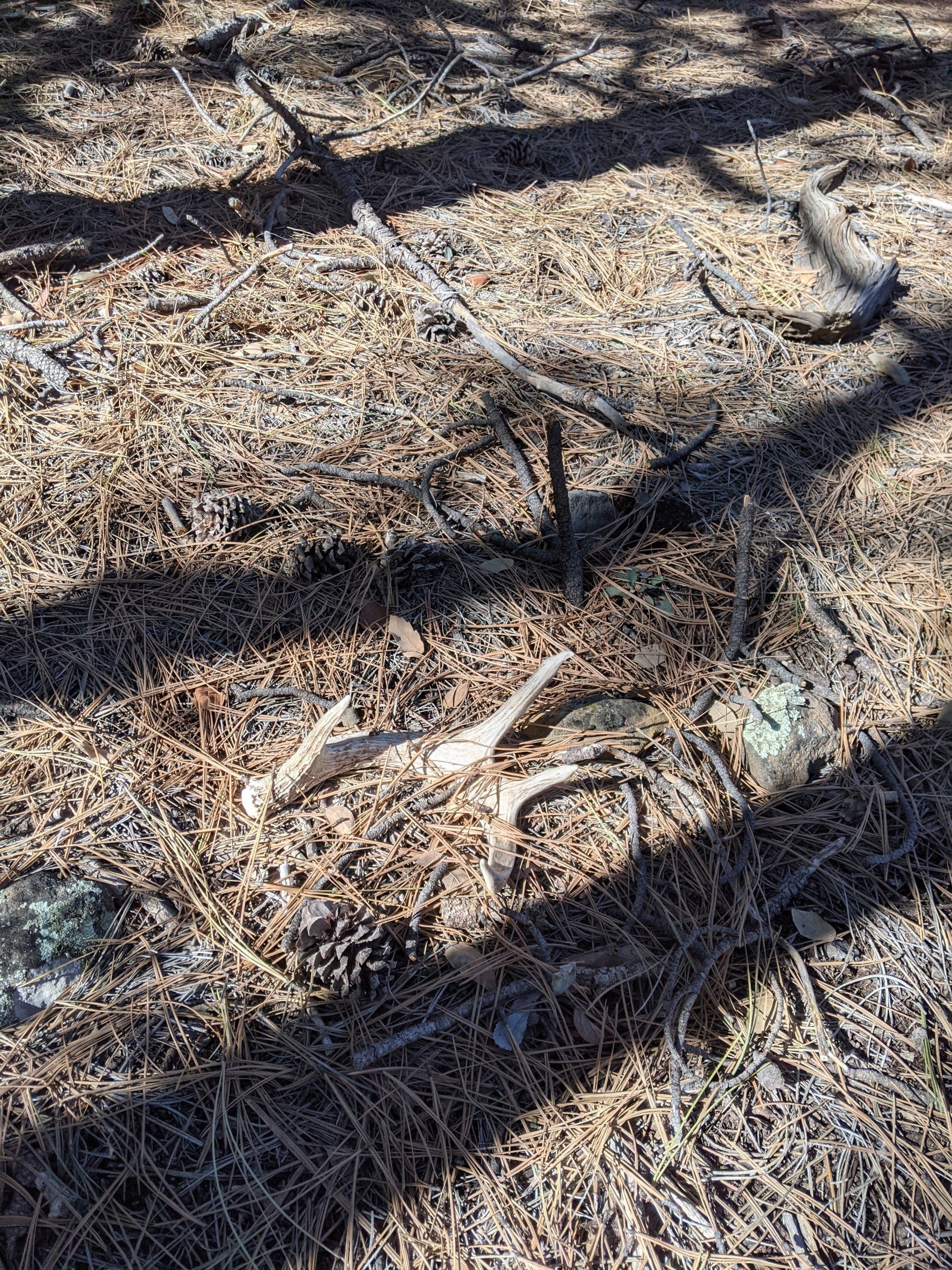 a shadow of a tree is cast on the ground with Coues deer antlers
