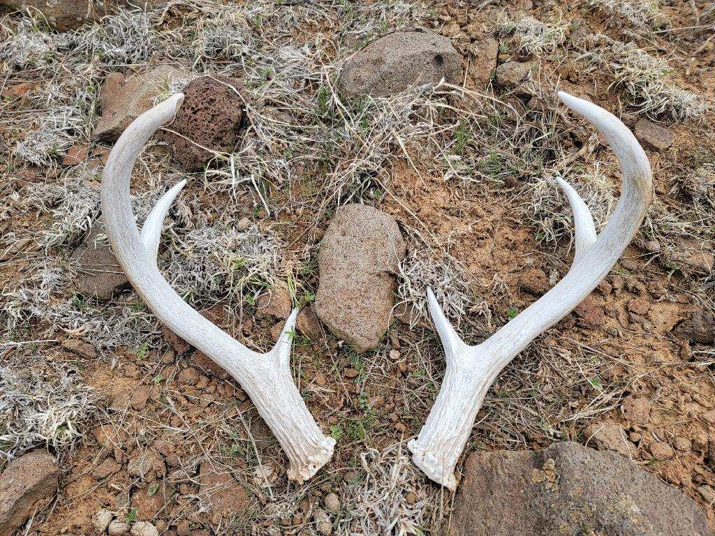 Coues Dee Hunting Arizona