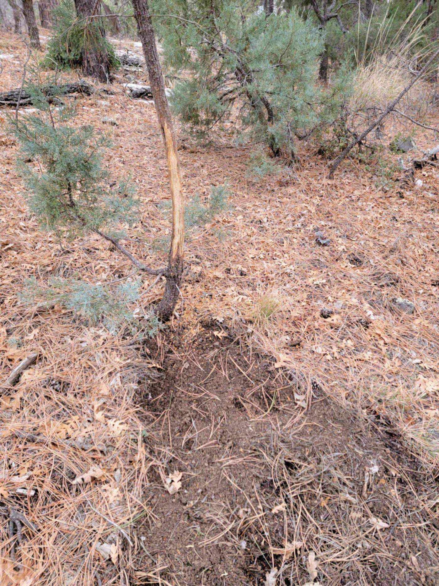 Elk Tracking Arizona Outfitter