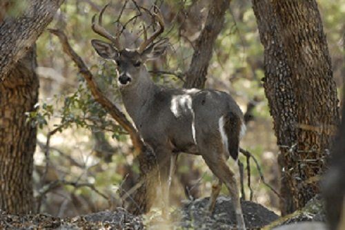 A deer is standing in the woods between two trees.