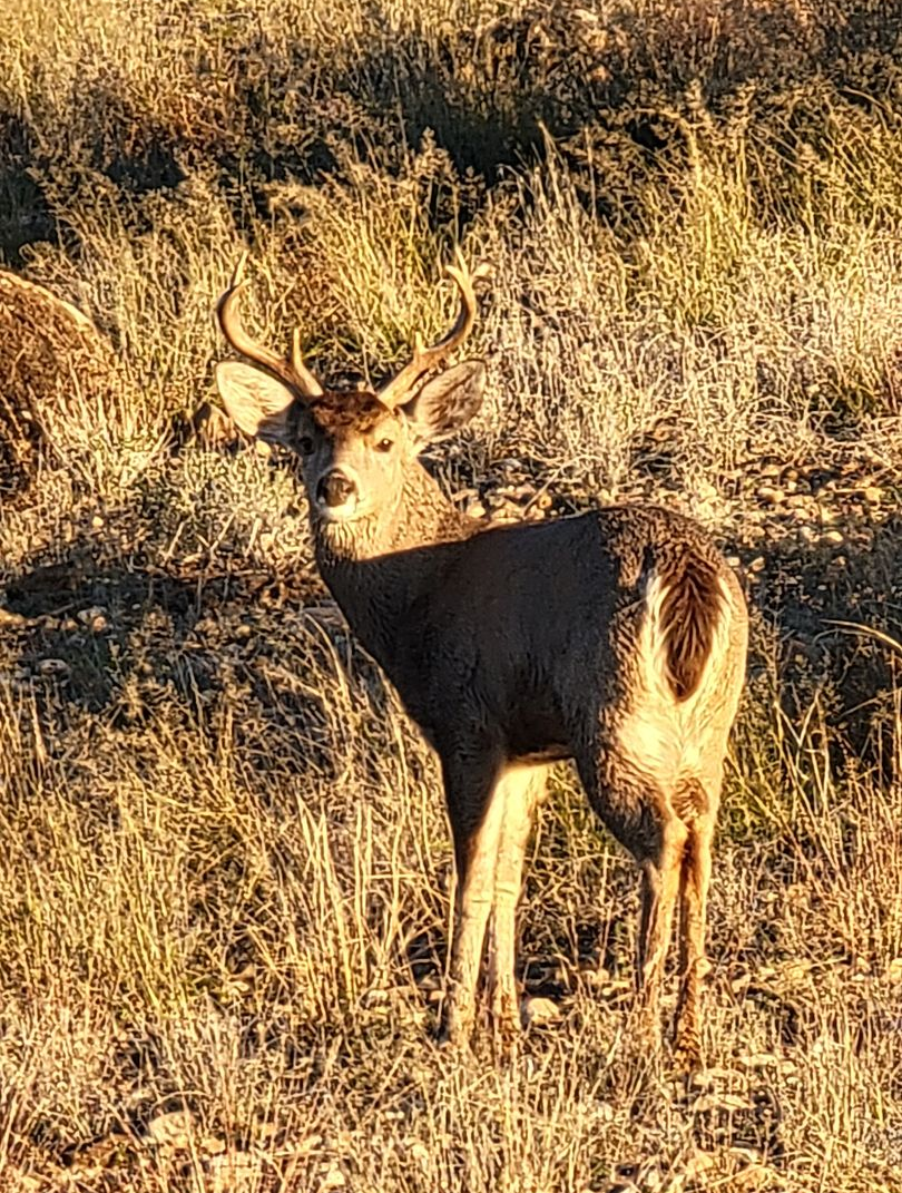 Archery Coues Deer hunting in Arizona.