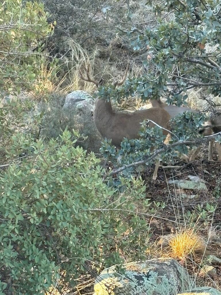 Arizona Mule Deer hunting