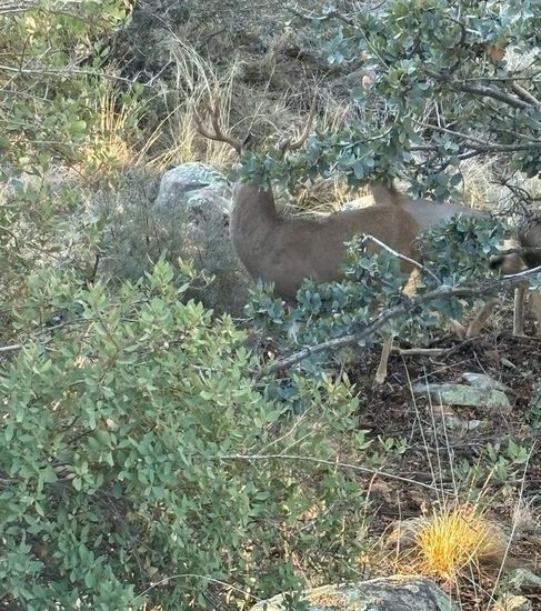 Arizona mule deer hunting with Rob Hardy Wilderness Expeditions