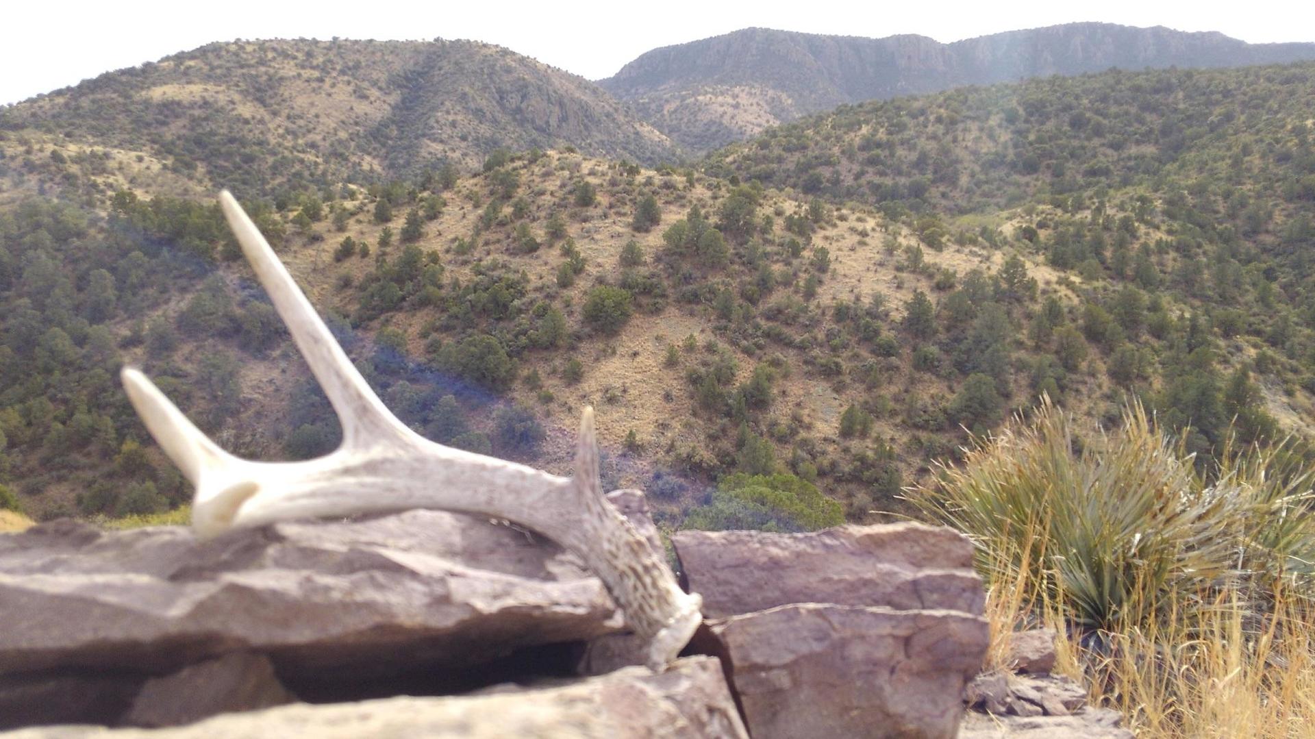A deer antlers laying on a rock in the mountains
