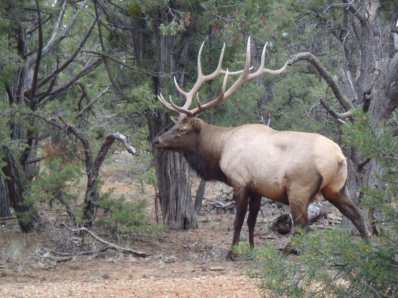 Scouting Big Arizona Elk for archery hunt