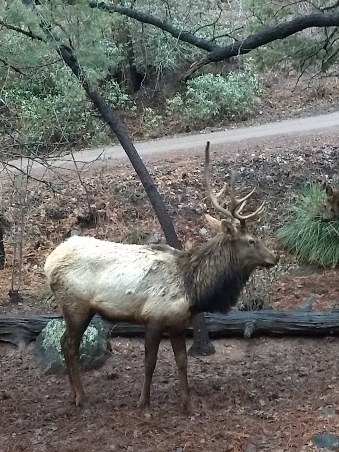 A large elk is standing in the woods near a road.