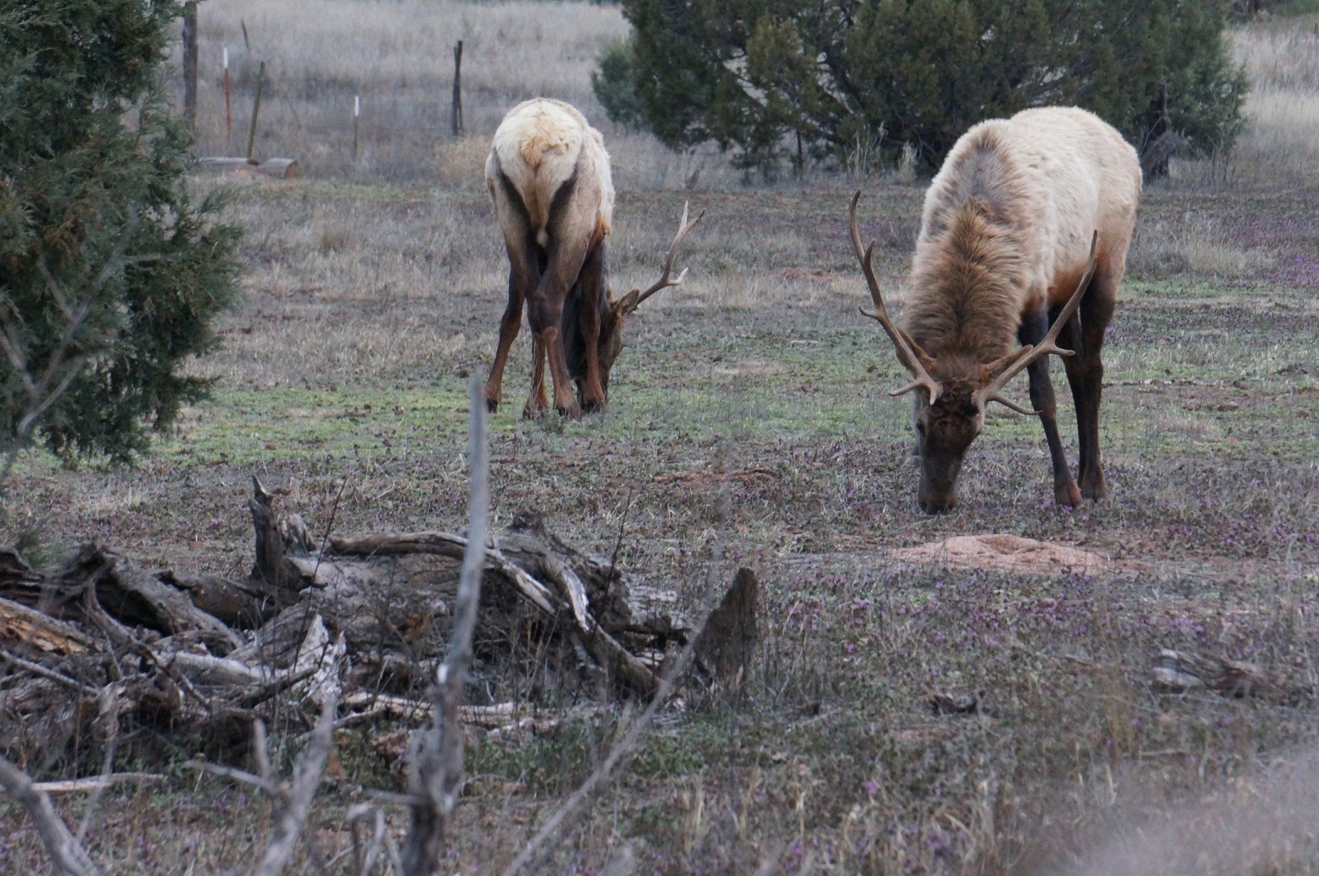 Two Arizona elk grazing in a field with trees in the background