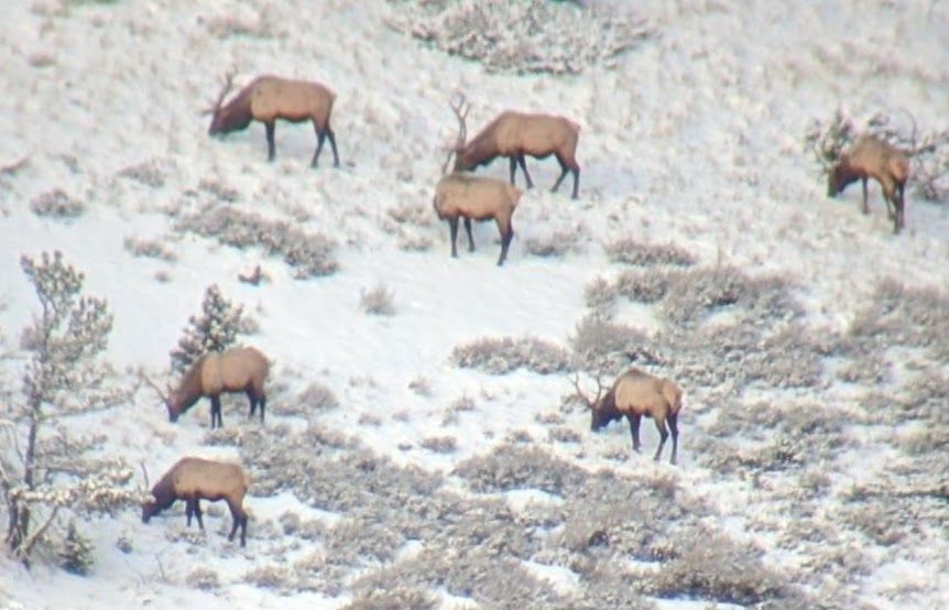 A herd of Arizona elk grazing in a snowy field