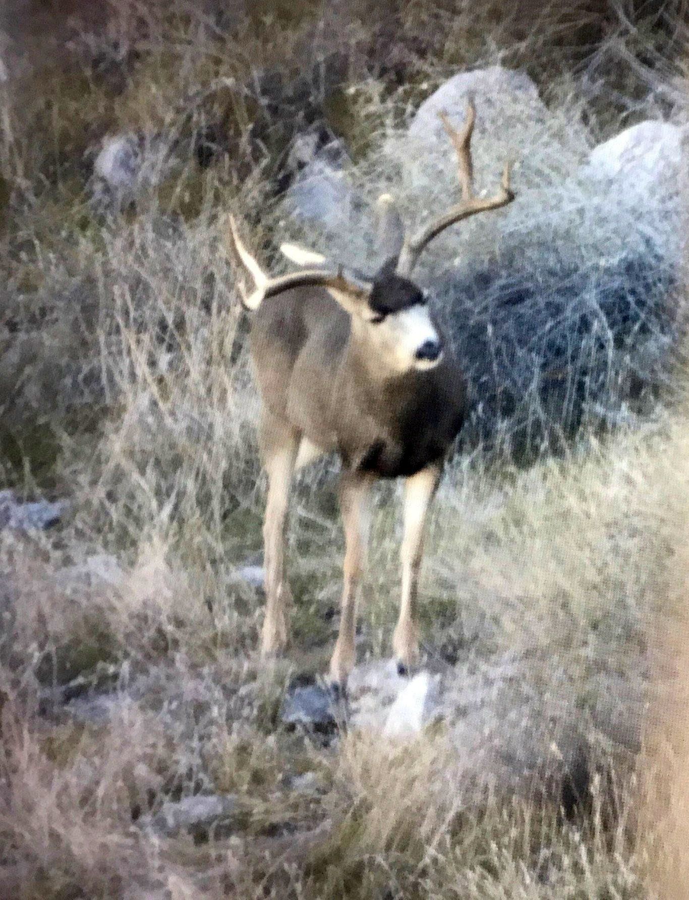 A deer with large antlers is standing in the grass