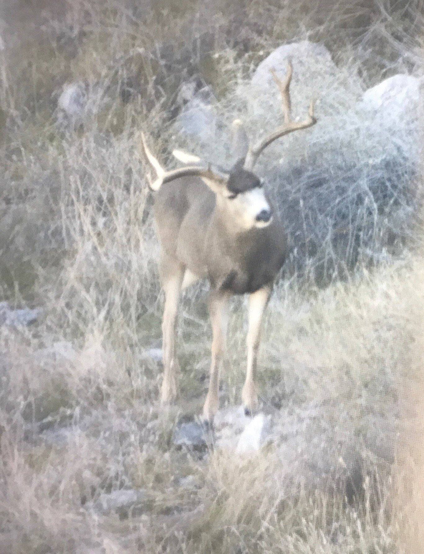 An Arizona mule  deer is standing in a field of tall grass