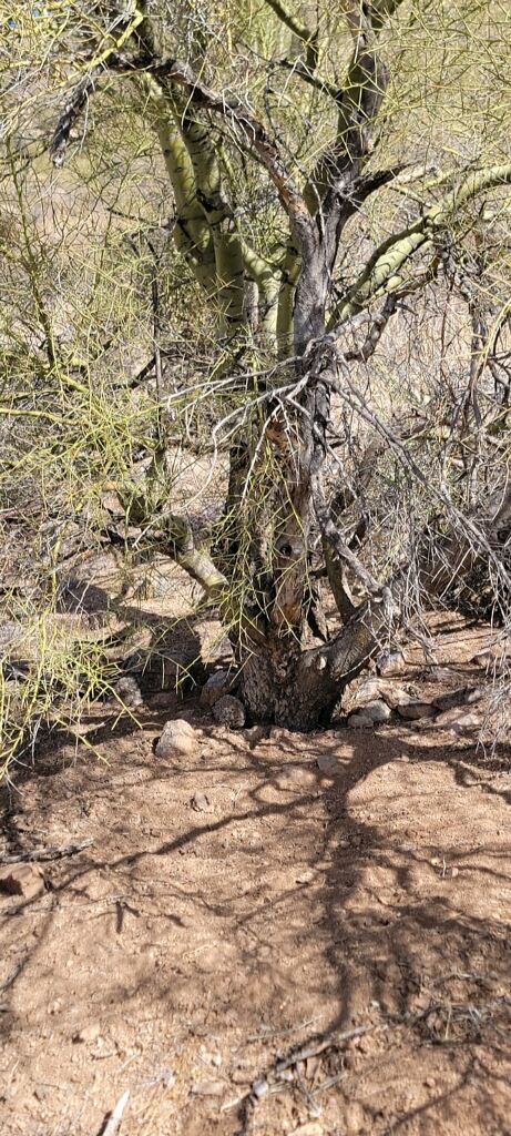 Arizona Collared Peccary, Javilena, Bedding Site ......