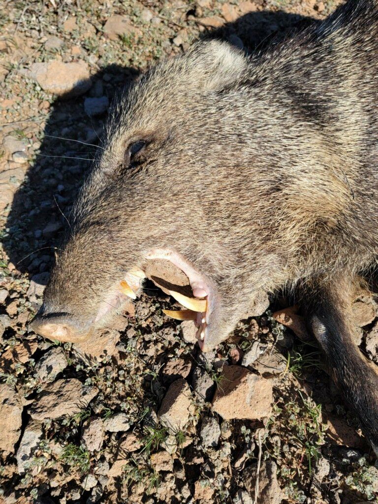 Javalina Hunting Arizona eith Rob Hardy