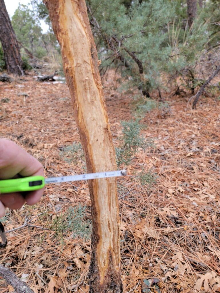 Elk Tracking Arizona