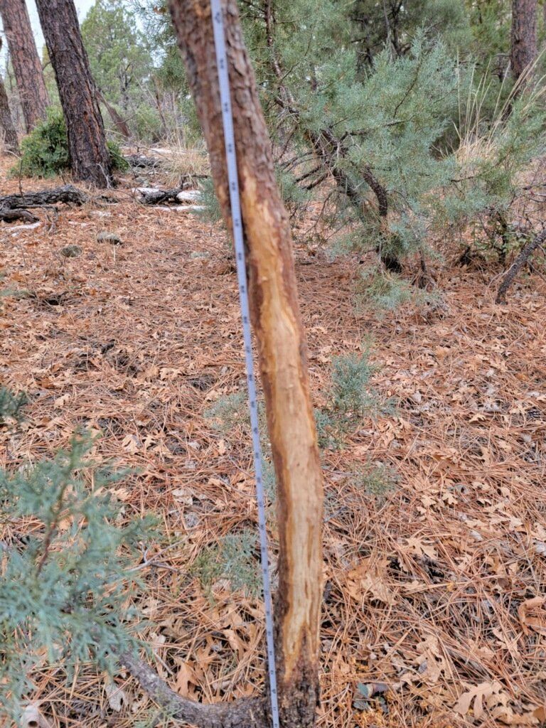 Elk Tracking Arizona Hunting Guide