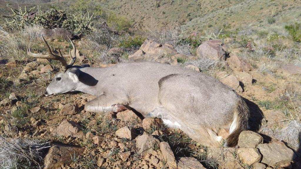 Arizona coues deer hunt