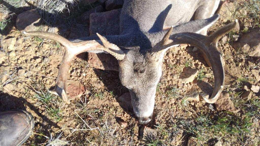 Arizona coues deer hunt