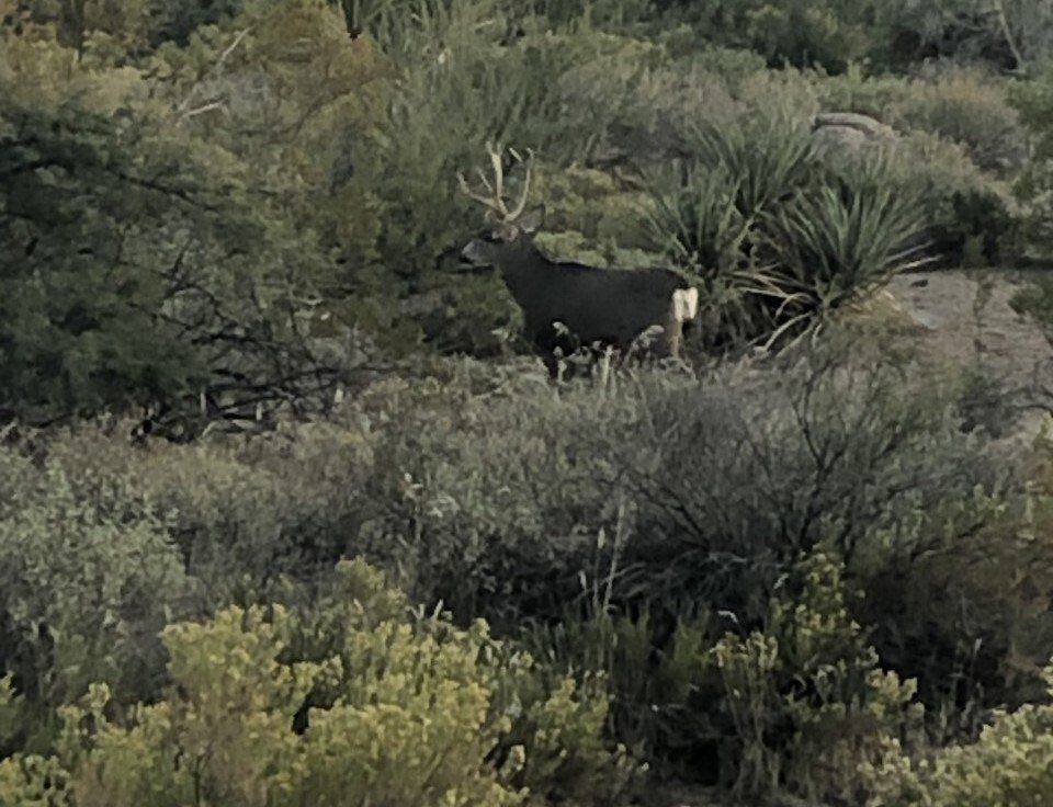 A deer standing in the middle of a lush green field