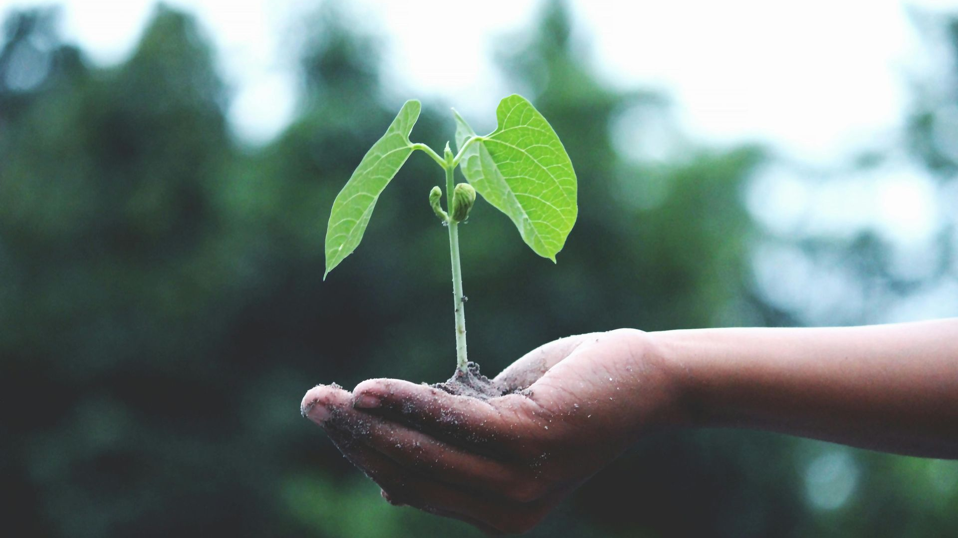 Sustainability in custom fit-outs and bespoke joinery