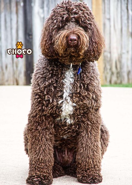 A brown dog is sitting on the ground in front of a wooden fence.
