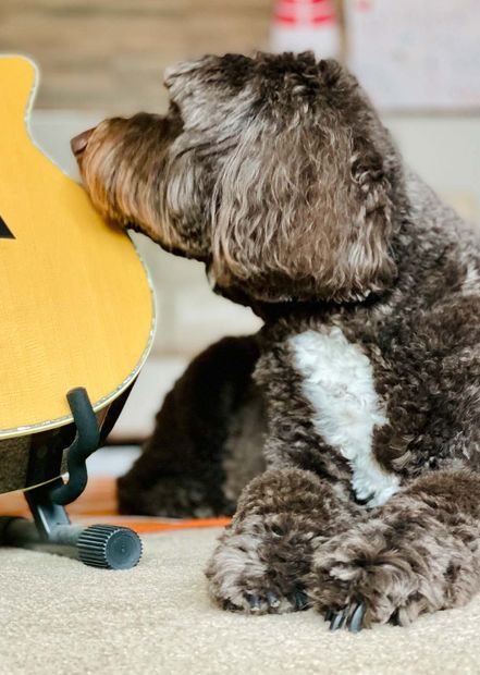 A dog laying next to a guitar on a stand