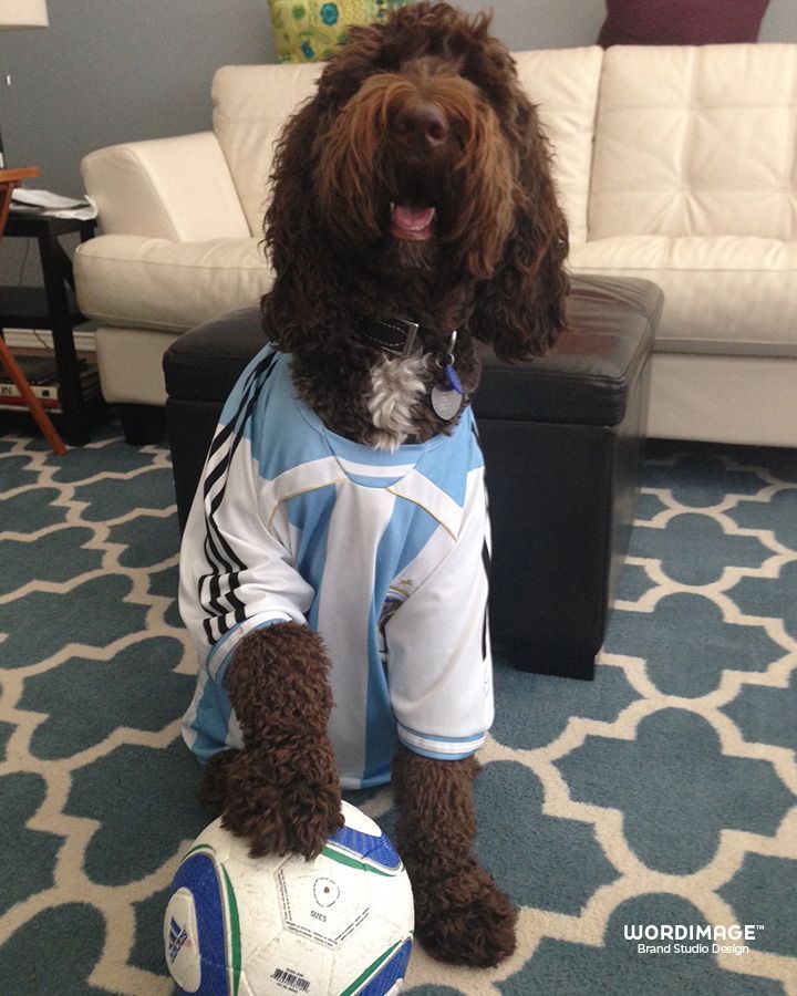 A brown dog wearing a blue and white jersey holds a soccer ball