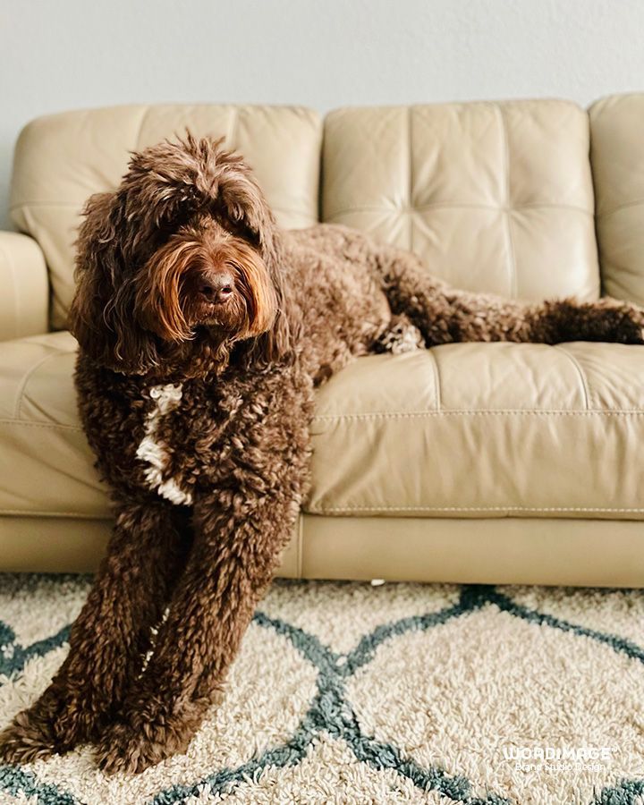 A brown dog is laying on a tan leather couch.