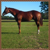 Brown horse standing in a grassy field with trees in the background