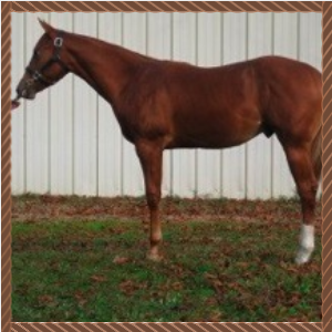 Side view of a chestnut horse standing on grass in front of a corrugated metal wall