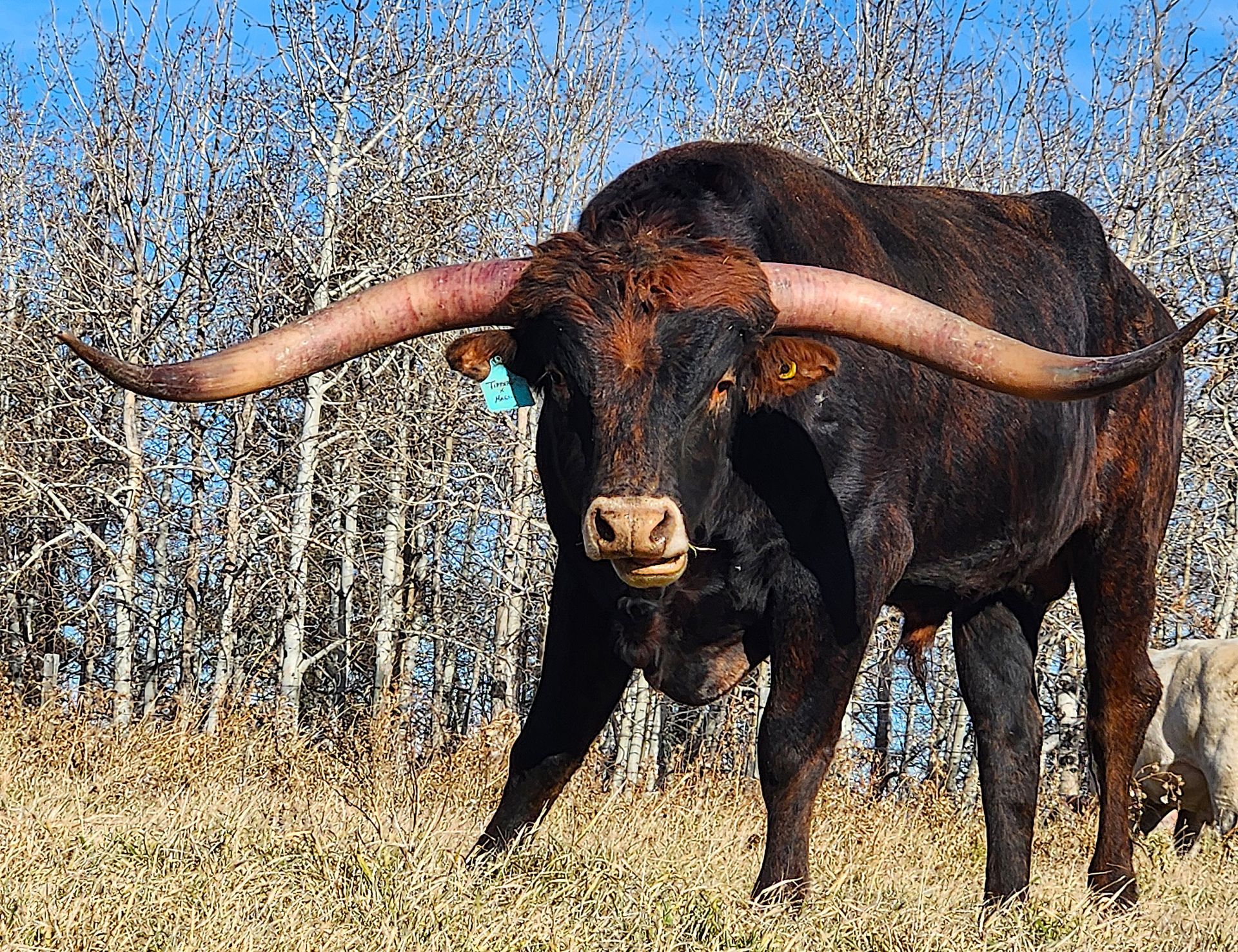 Longhorn bull with large horns in a grassy field against a background of trees and blue sky.