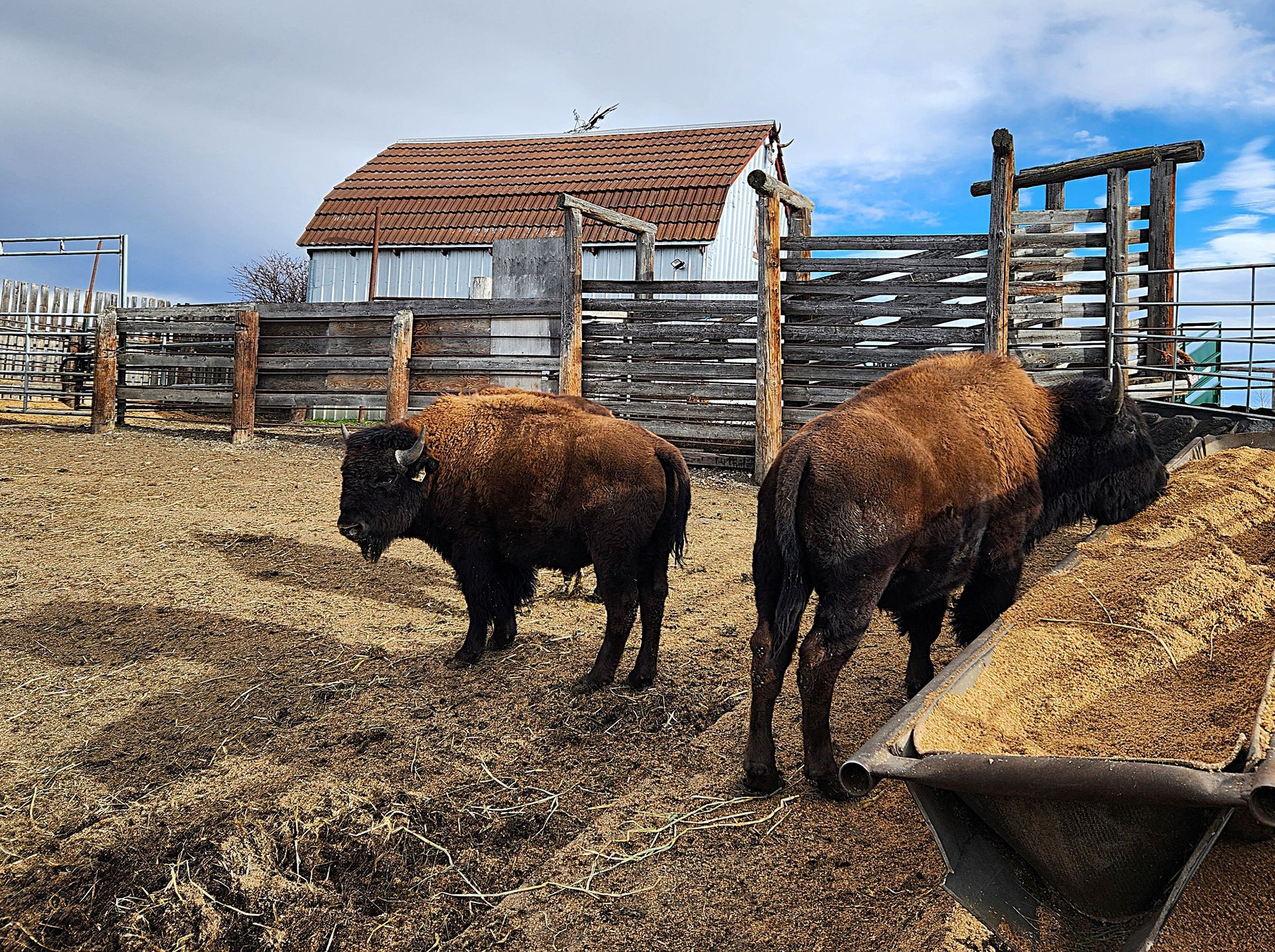 Two bison in a pen eating from a trough. A fence and building are in the background under a blue sky.