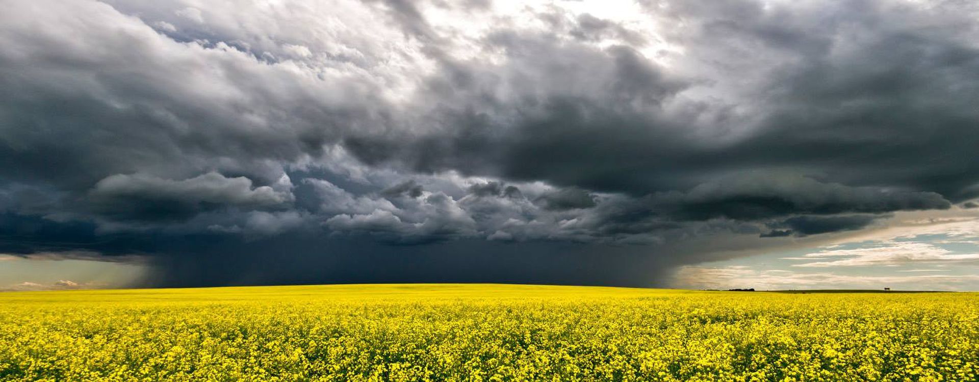 Dark storm clouds over a vibrant yellow field.