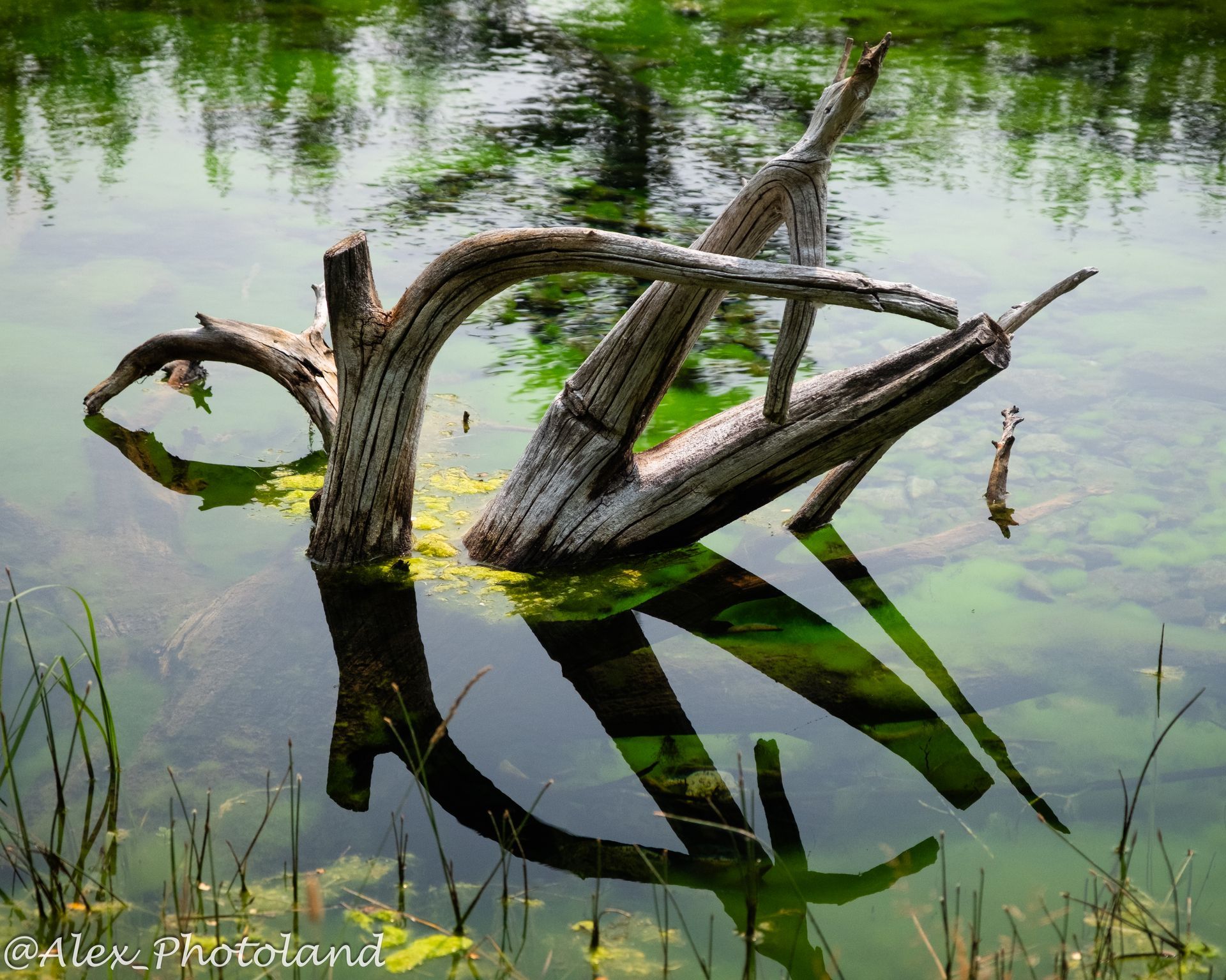 Driftwood in a pond with reflections. Pale green algae surrounds the submerged trunk.