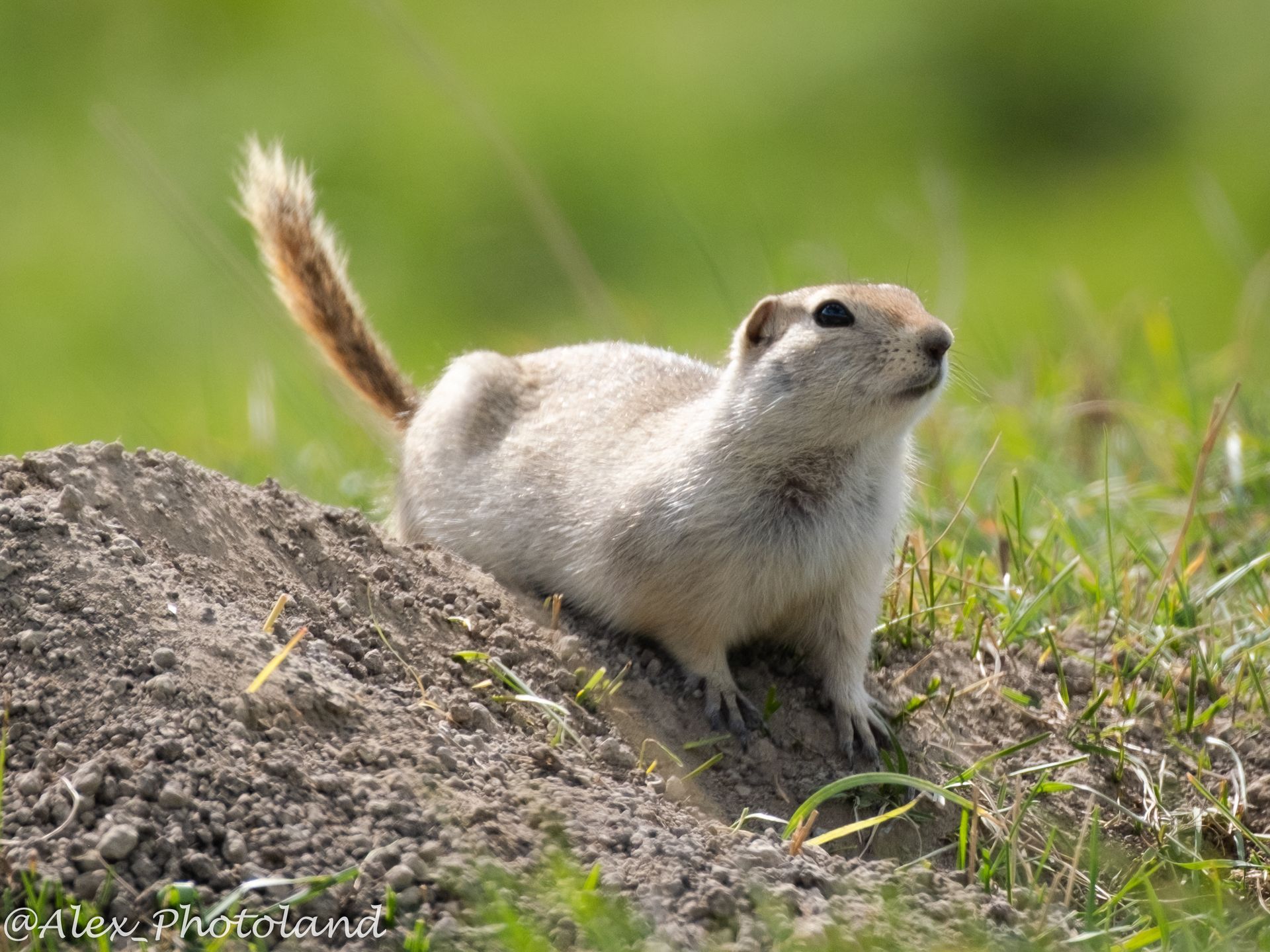 Ground squirrel sitting by its burrow, looking up with tan and brown fur.