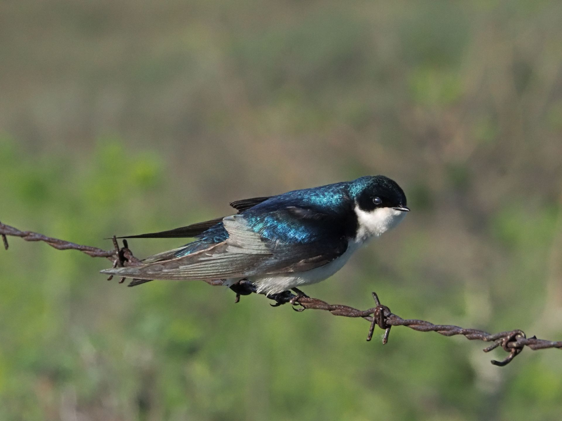 Blue and white Tree Swallow perched on a barbed wire fence with green background.