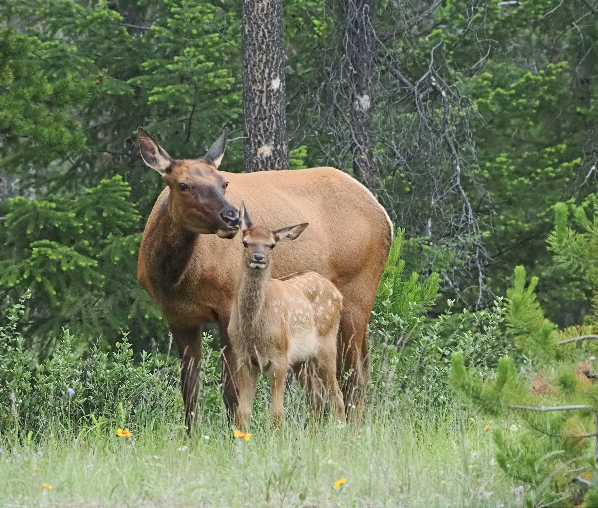 Elk cow and calf stand in grassy area near trees. The calf is looking at the camera.