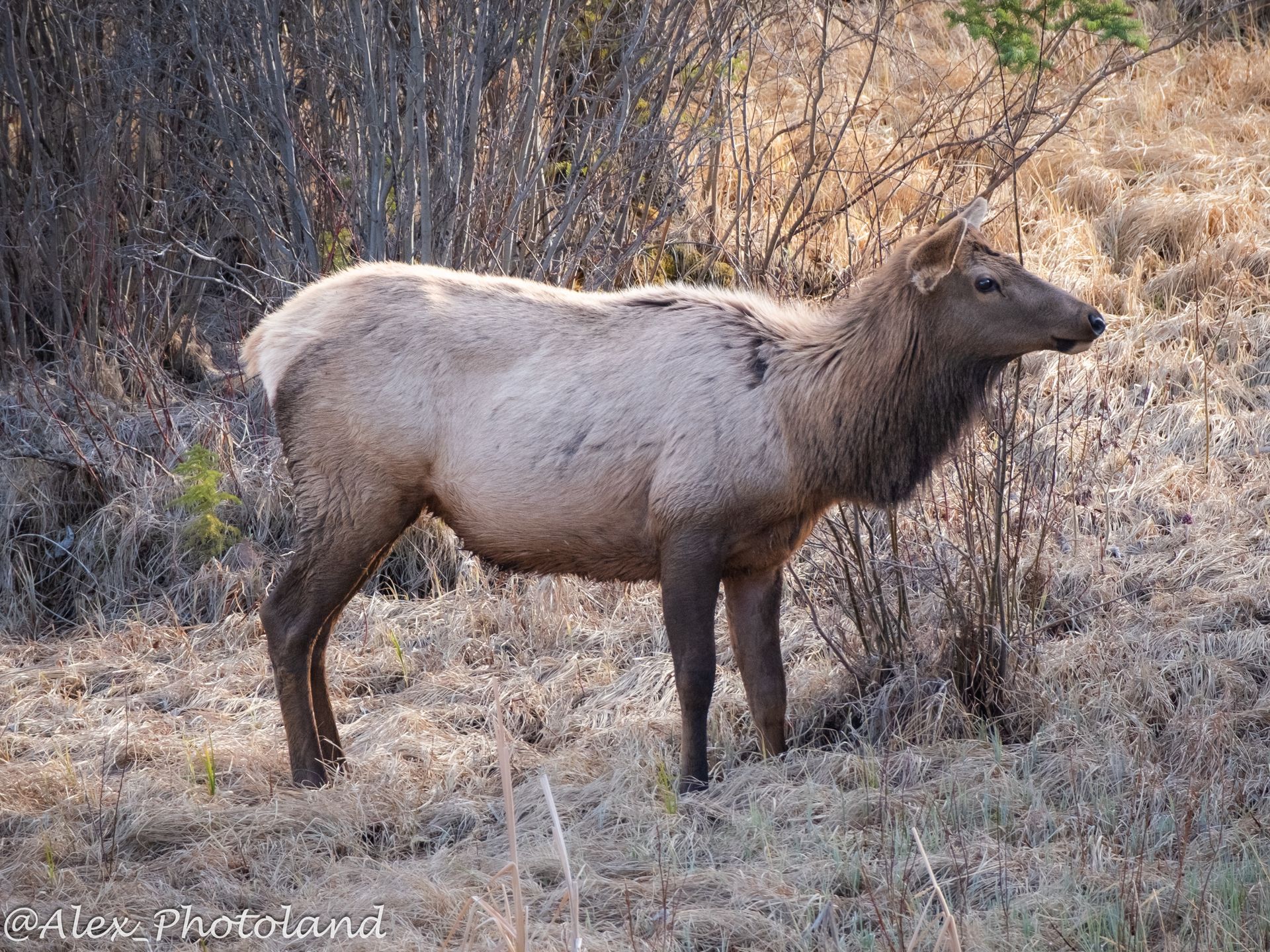 Elk standing in a grassy field, light brown fur, facing right.