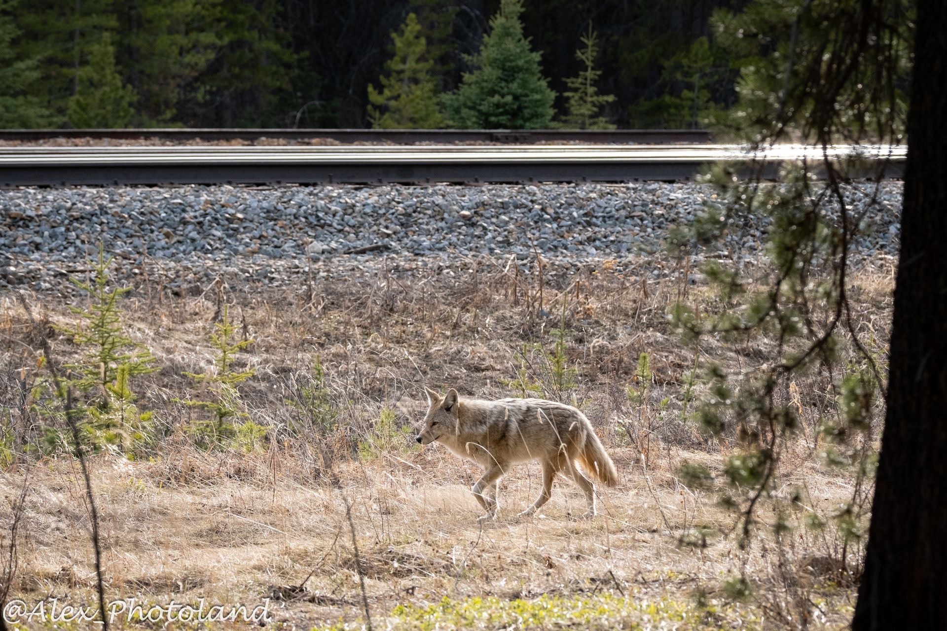 Coyote walking through a dry, grassy field near a railroad track, with trees in the background.