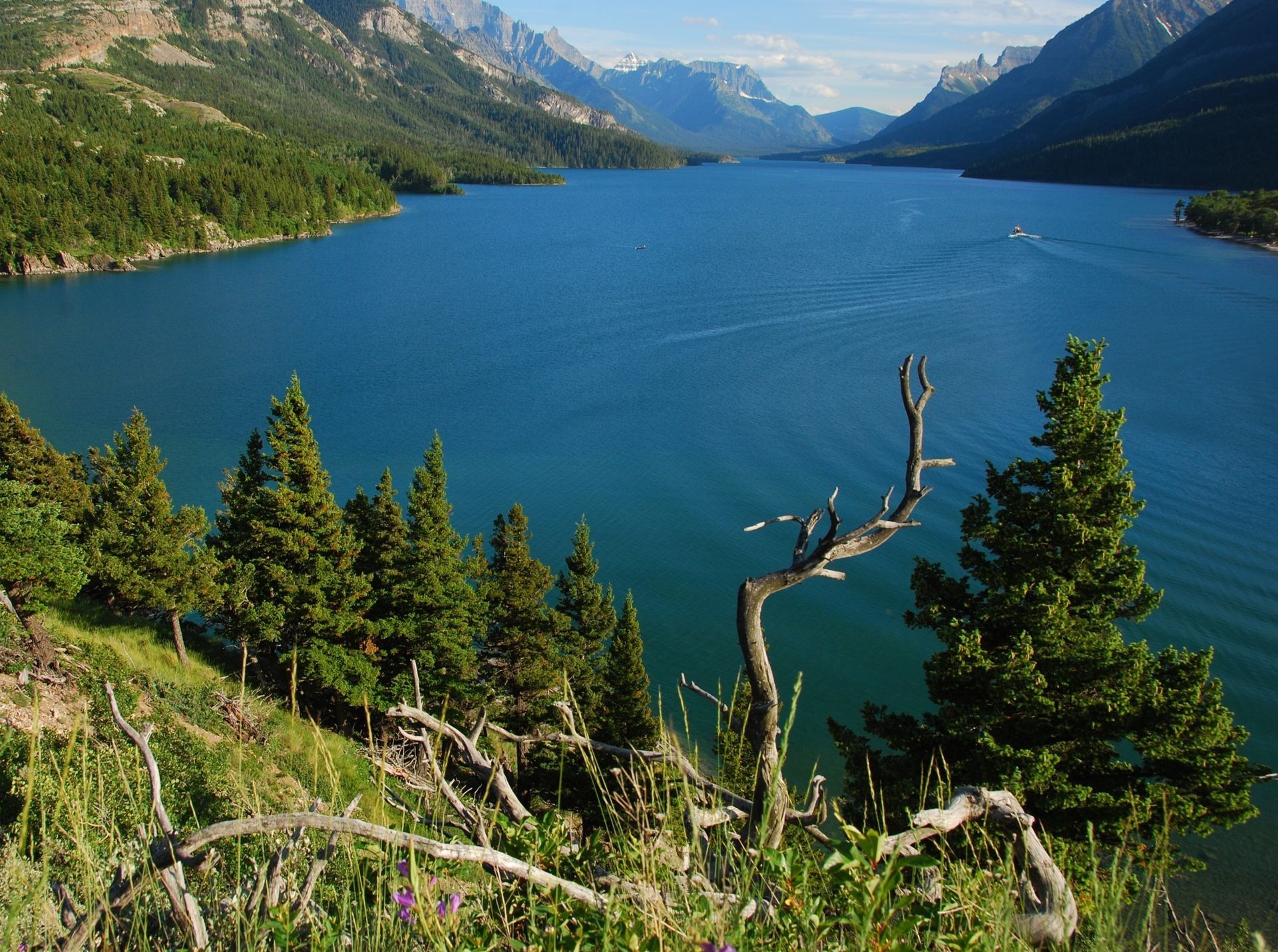 A vast blue lake surrounded by mountains and evergreen trees. A dead tree branch sits in the foreground.