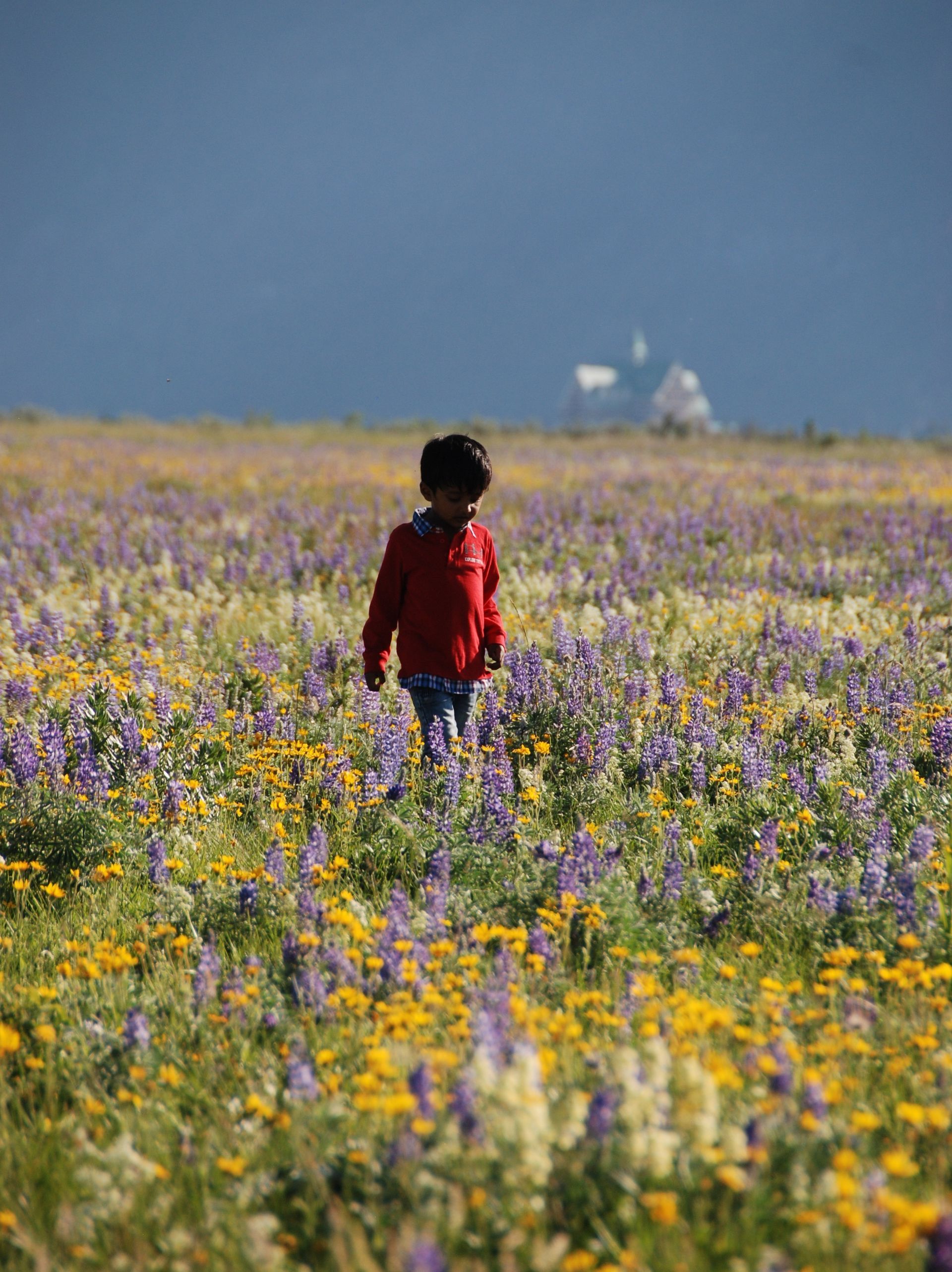 Child in red jacket walks through a field of yellow and purple wildflowers, distant white structure, dark sky.