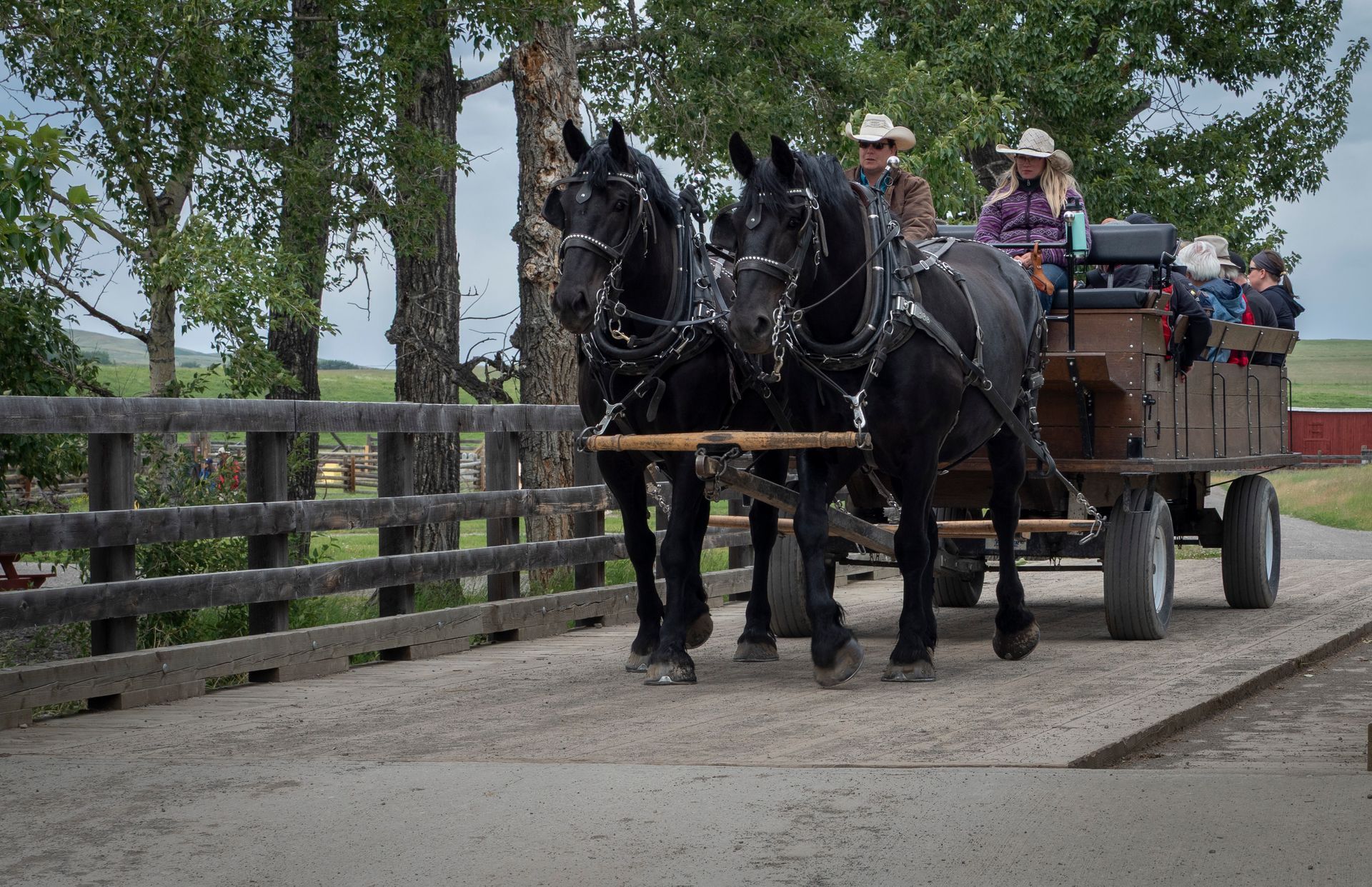 Two black horses pulling a wagon with passengers; on a dirt road by a fence and trees.