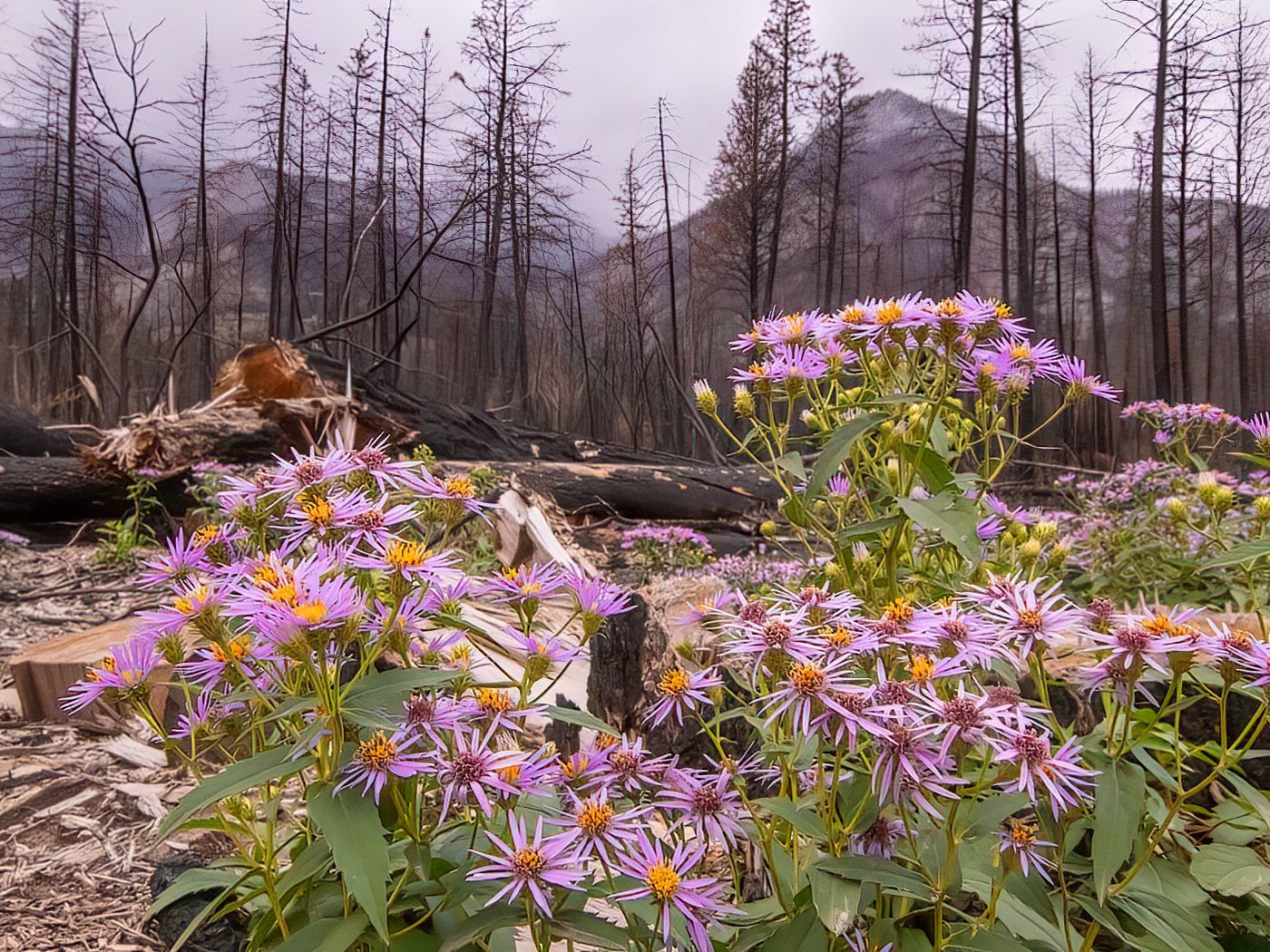 Purple wildflowers bloom in foreground; charred trees and mountains in background.
