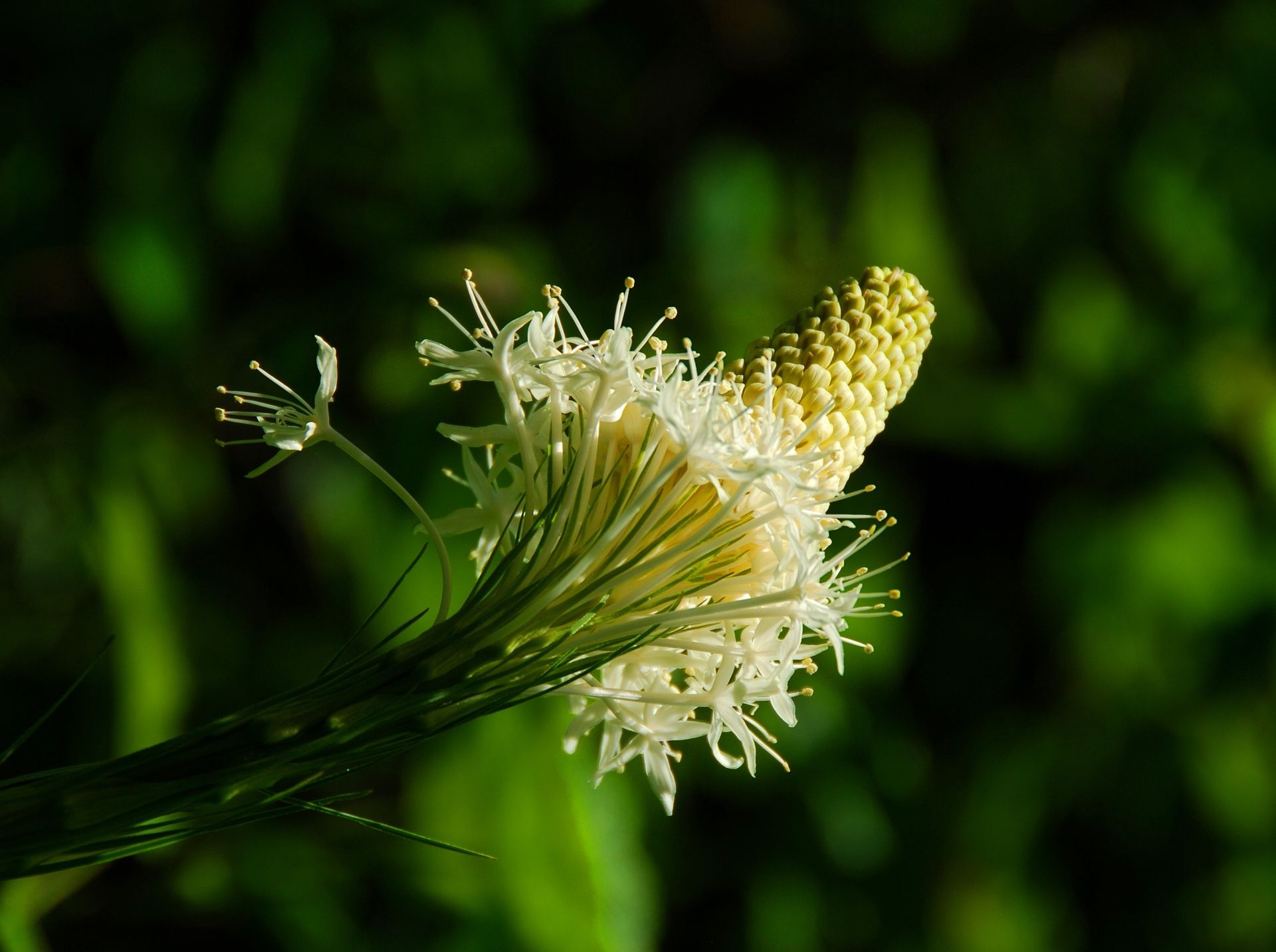 White flower with spiky, cylindrical bloom and green foliage.