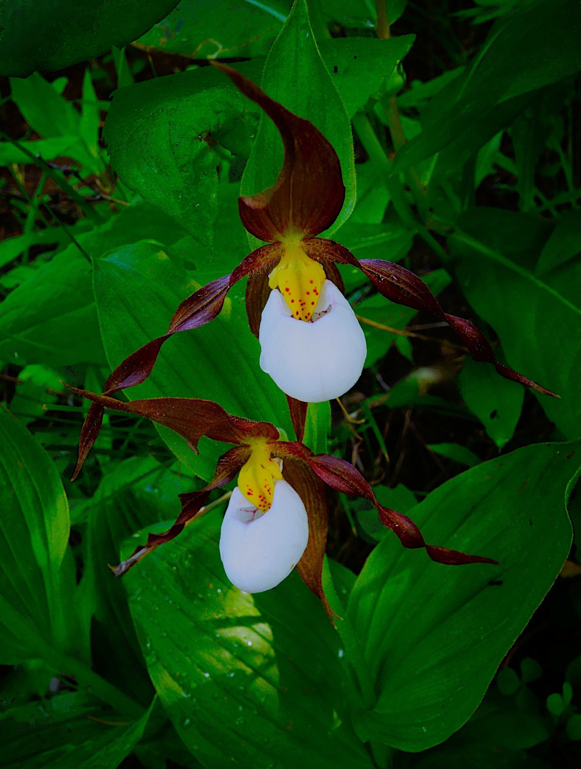Two showy lady's slipper orchids with white pouch and brown petals, surrounded by green leaves.