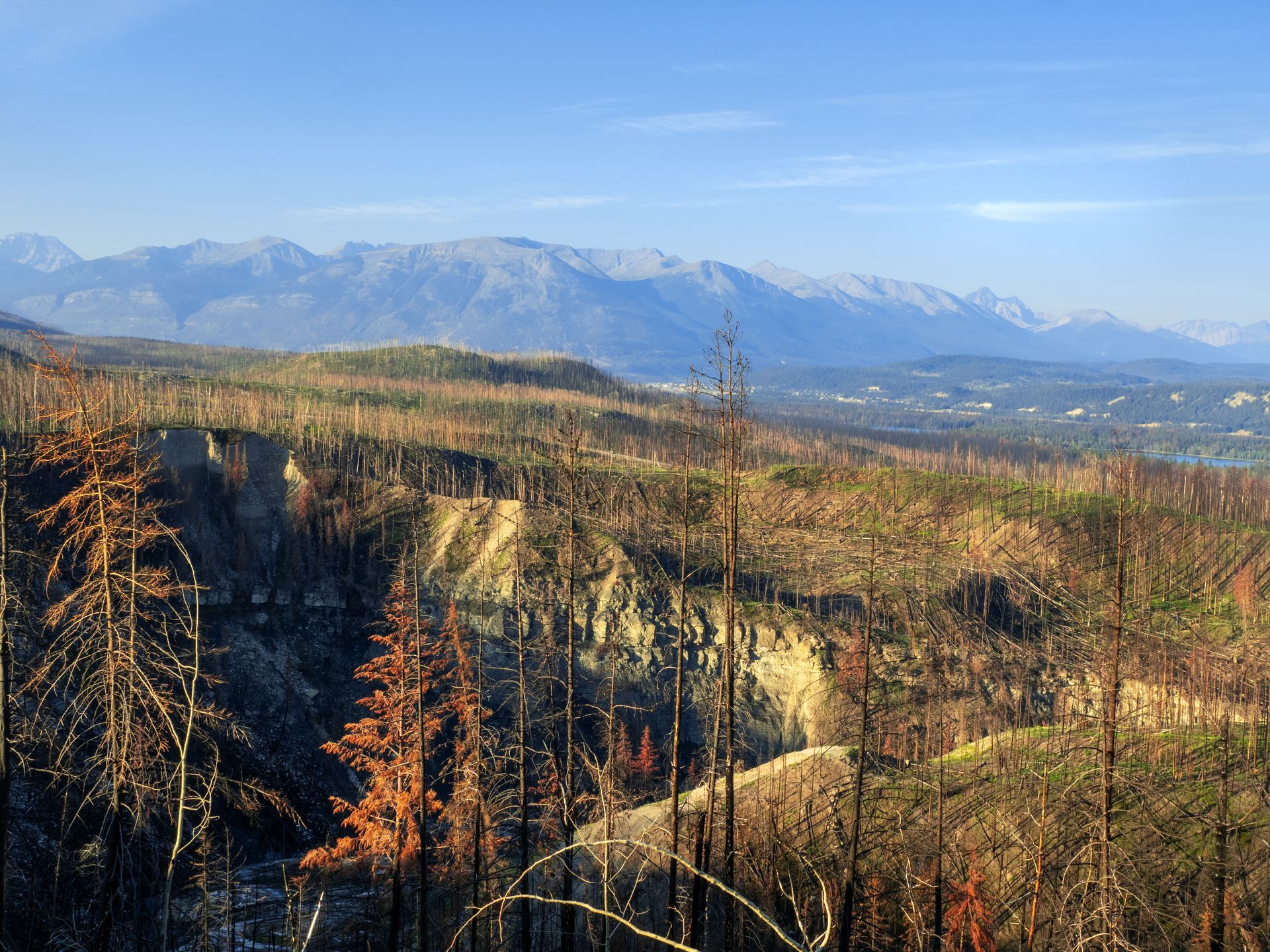 Burned forest landscape with mountains in the background under a blue sky.