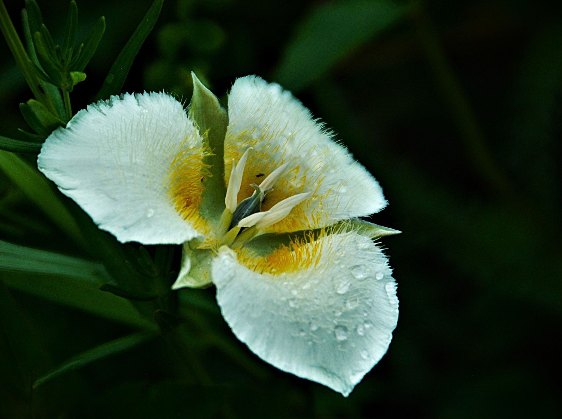 White and yellow wildflower with water droplets, green leaves, dark background.