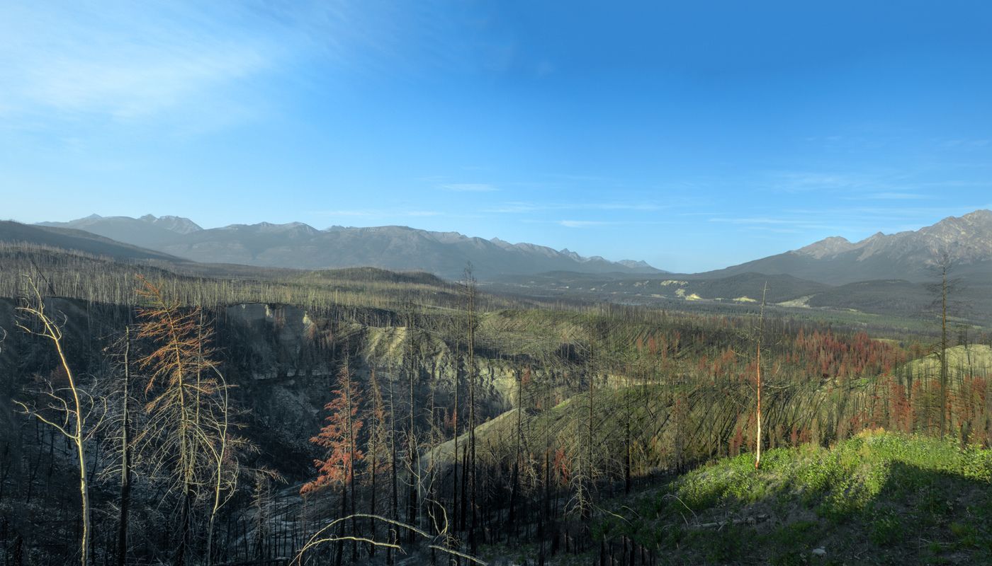 Burnt forest with charred trees, green vegetation, and distant mountains under a blue sky.