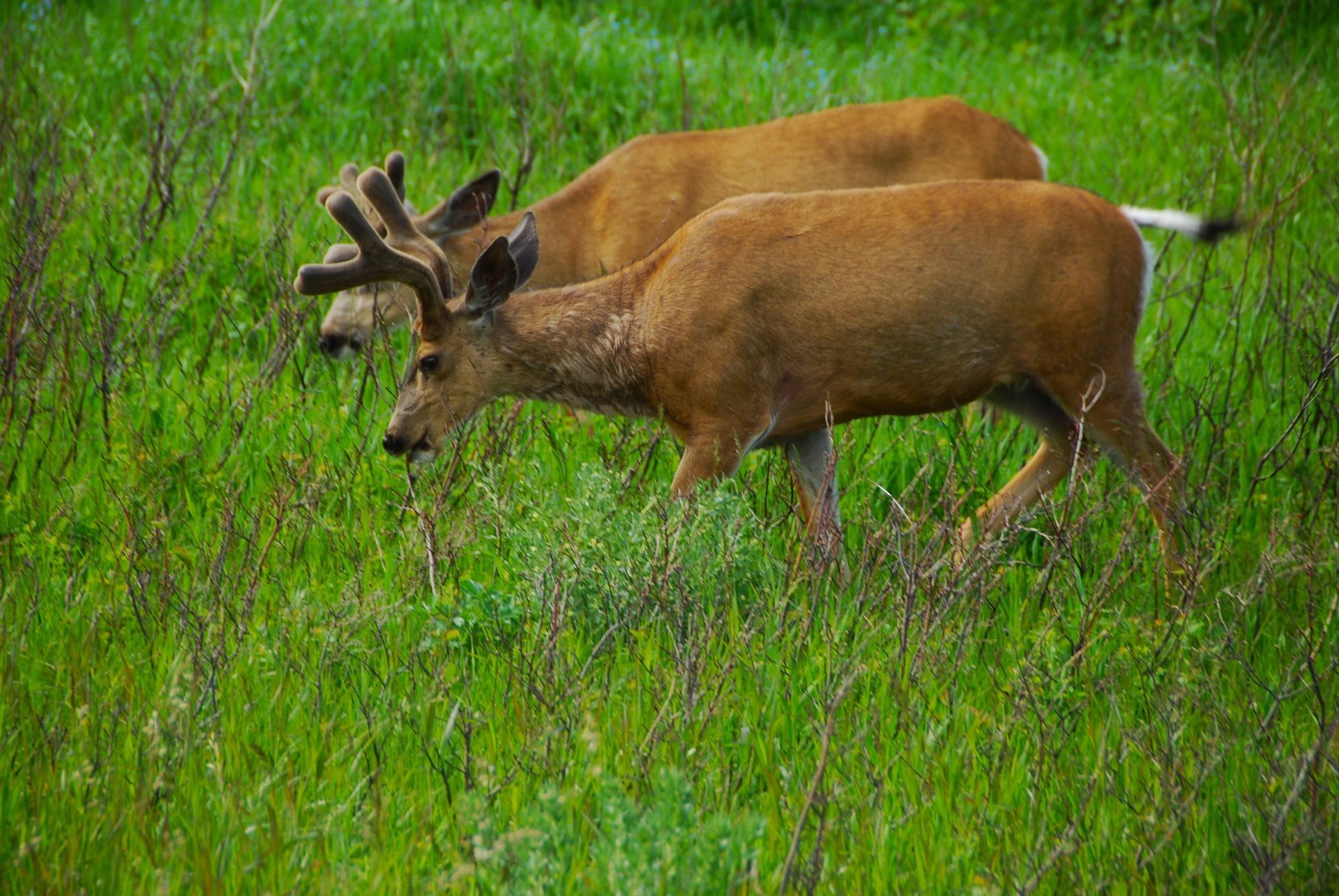 Two brown deer grazing in a green grassy field, one with developing antlers.