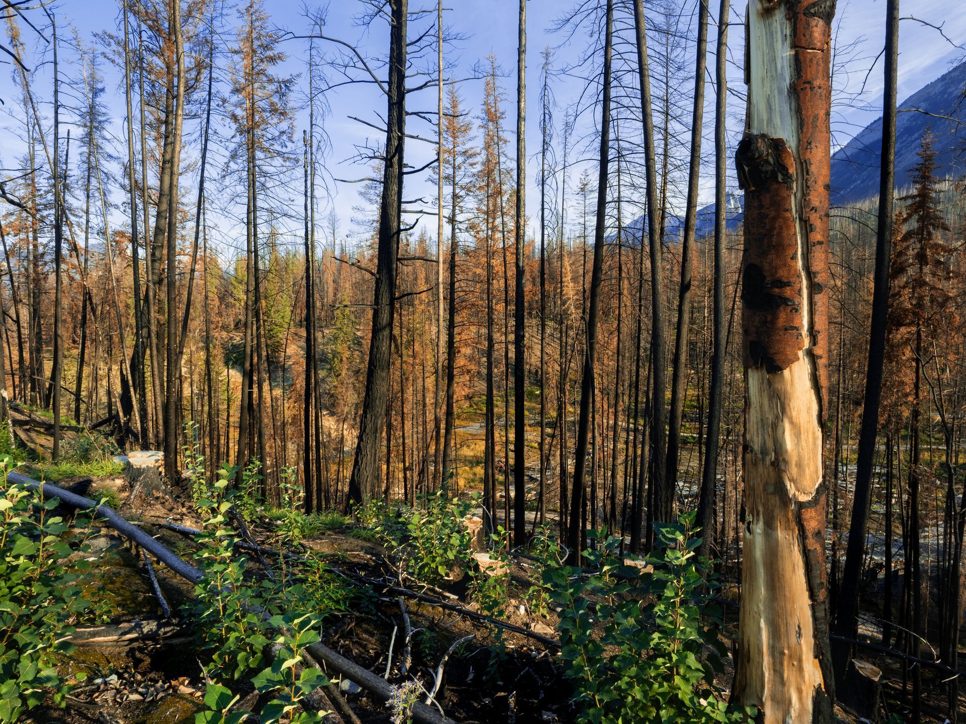 Forest of burned trees, some with exposed wood, set against a backdrop of mountains and a blue sky.