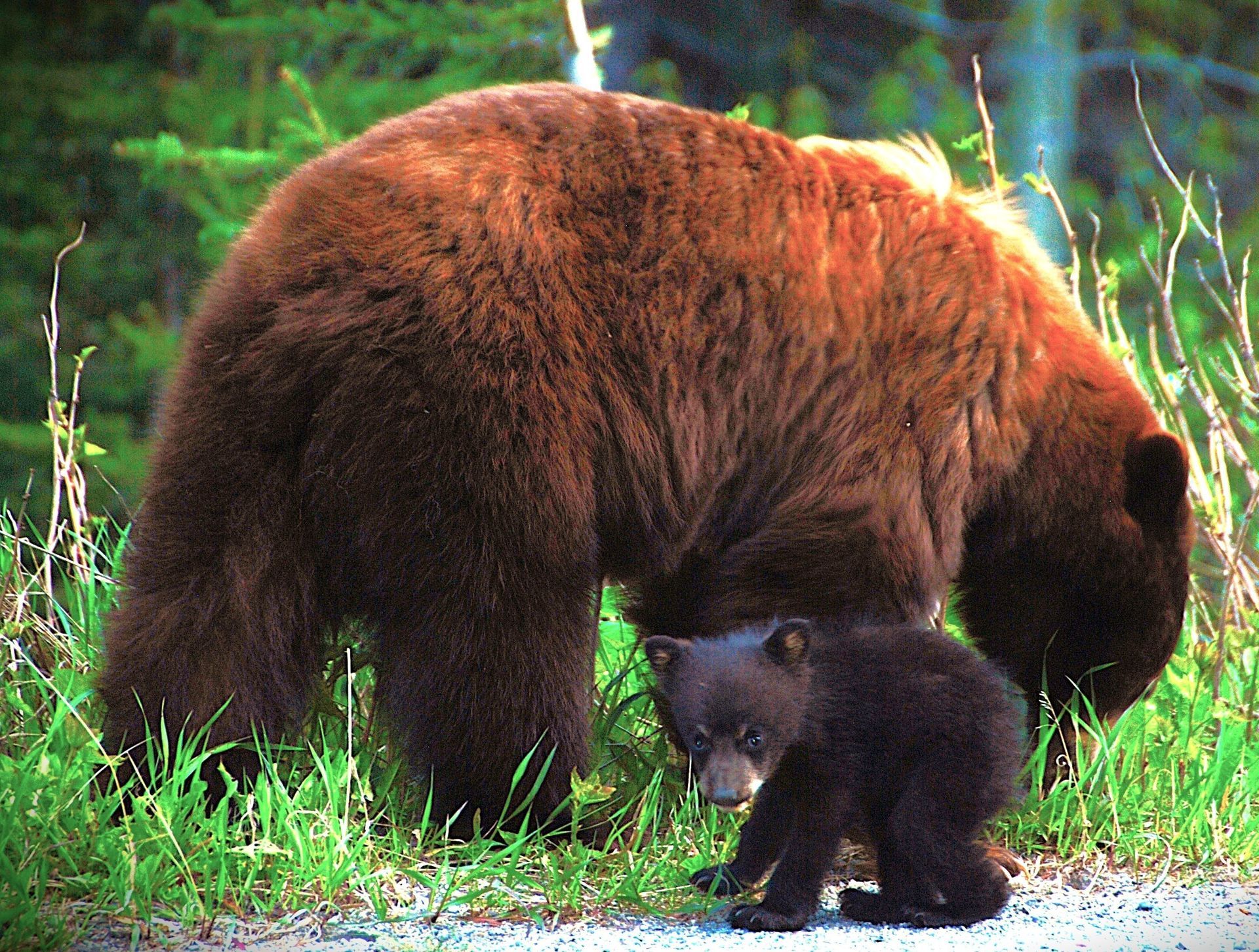 Brown bear and black cub in grassy area.