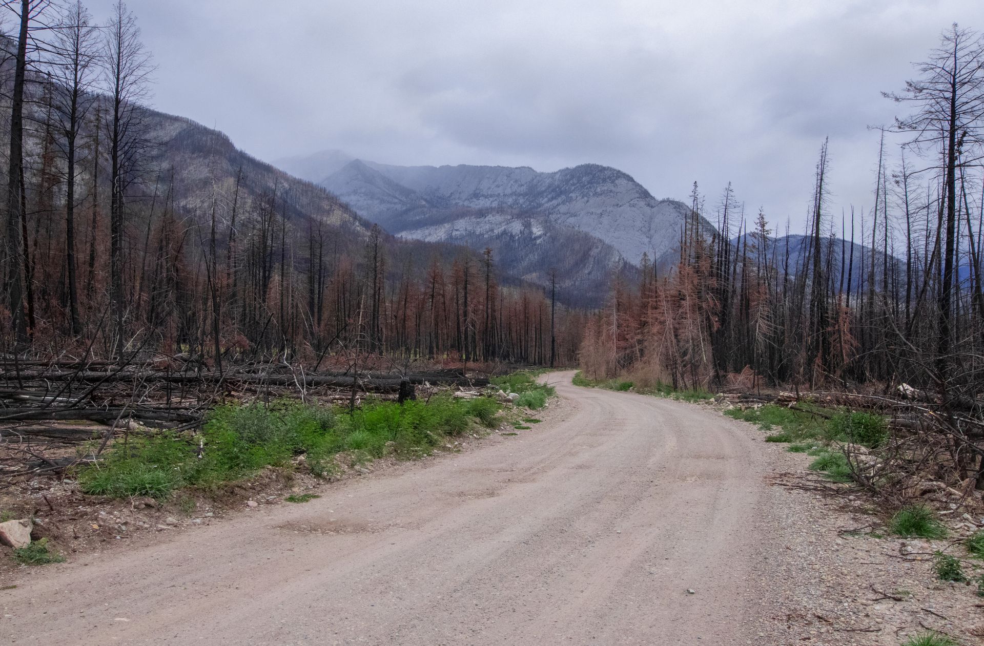 Dirt road through forest burned by fire, mountains in background.